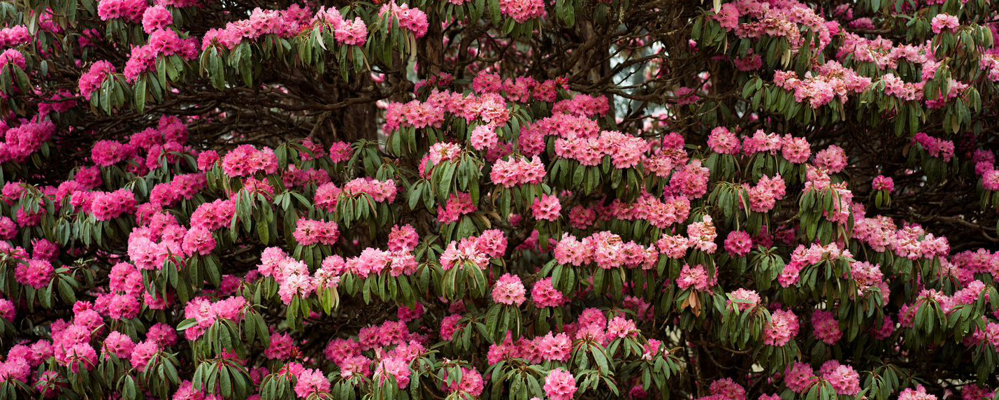 Ghandruk Village Rhododendron